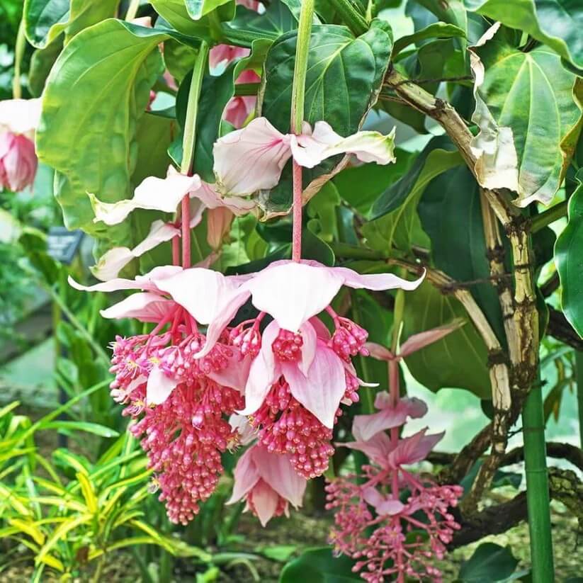 Medinilla magnifica  Seeds