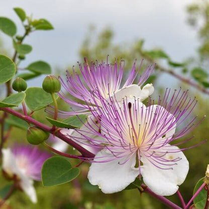 Mediterranean Caper Seeds