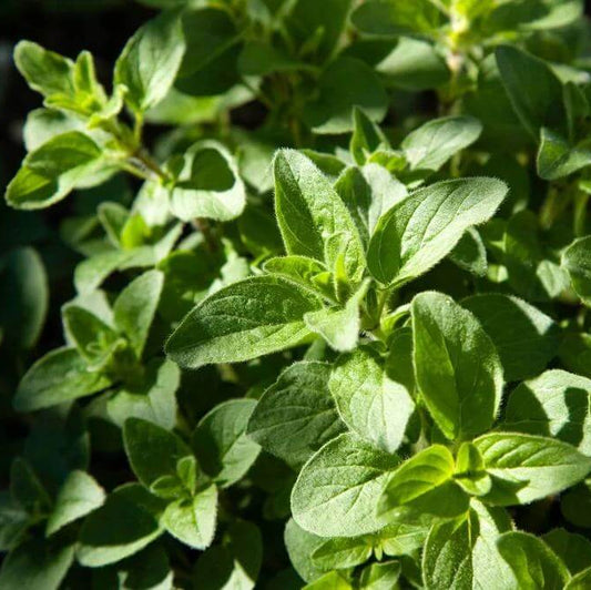Mediterranean Oregano Seeds - Heirloom Herbal Plant for Home Gardens