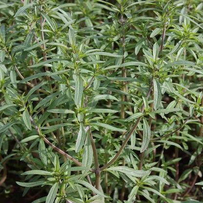 Mediterranean Savory Seeds
