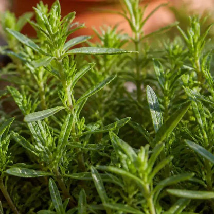 Mediterranean Savory Seeds
