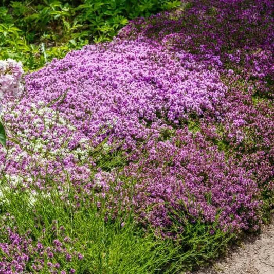 Mediterranean Thyme Ground Cover seeds