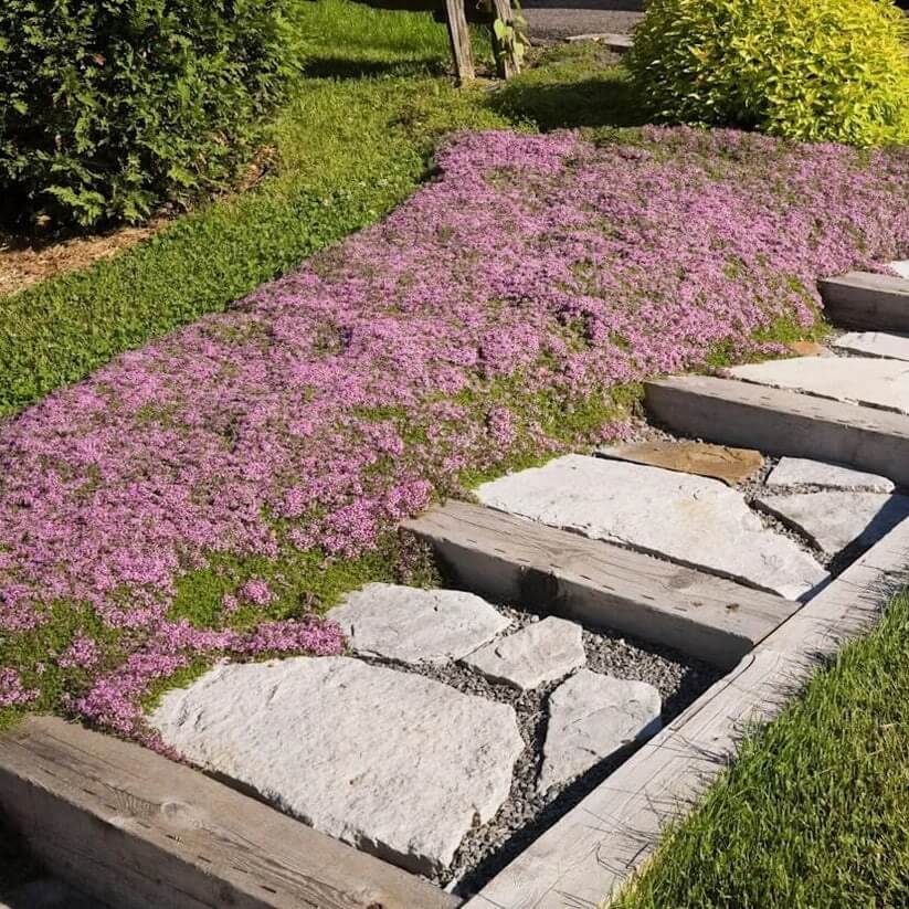Mediterranean Thyme Ground Cover seeds