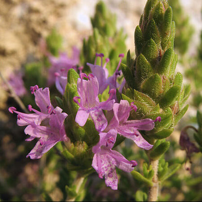 Mediterranean Thyme Seeds - Herbal Plant