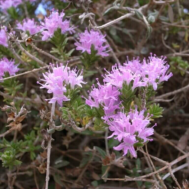 Mediterranean Thyme Seeds - Herbal Plant
