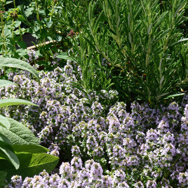 Mediterranean Thyme Seeds - Herbal Plant