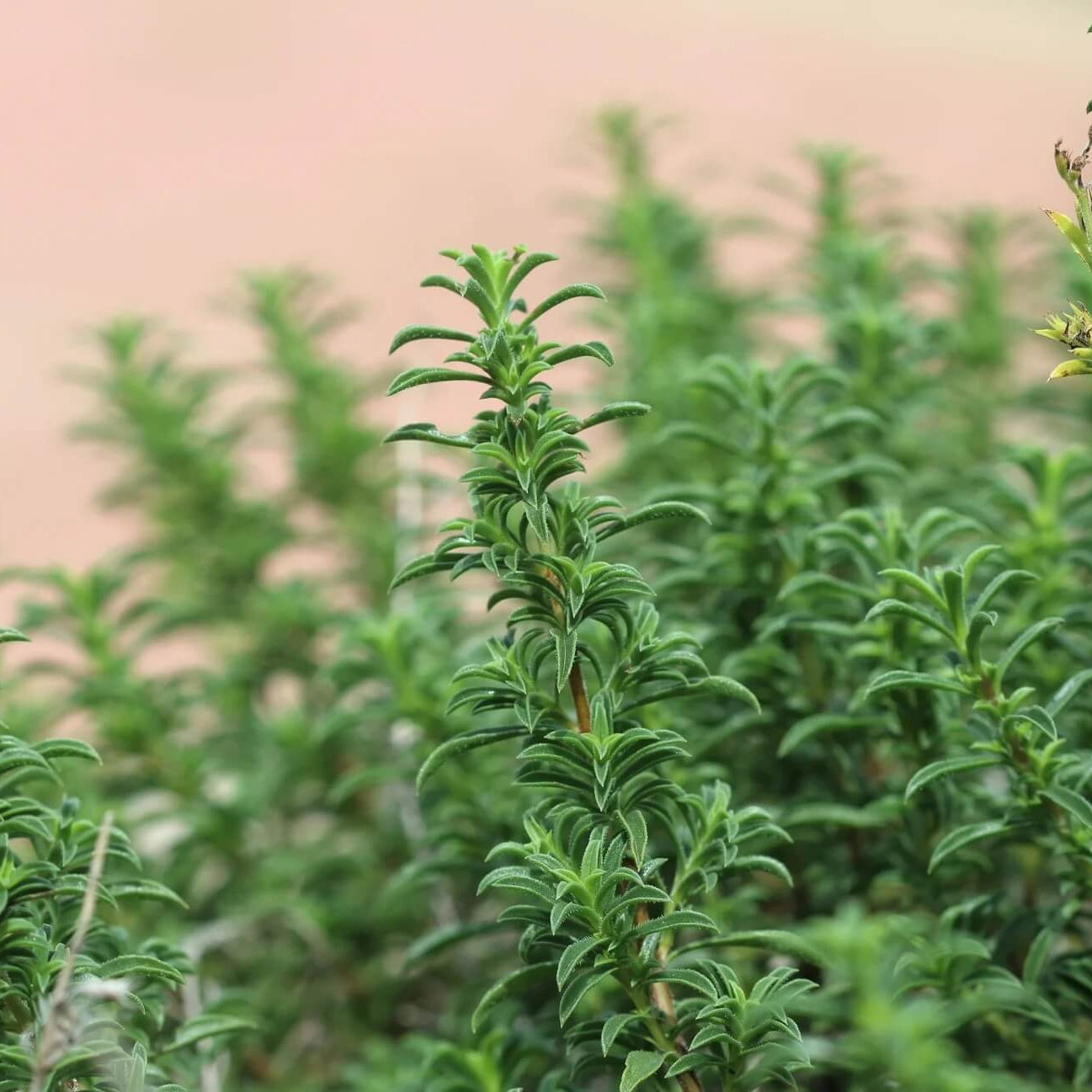 Mediterranean Thyme Seeds - Herbal Plant