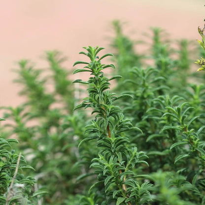Mediterranean Thyme Seeds - Herbal Plant
