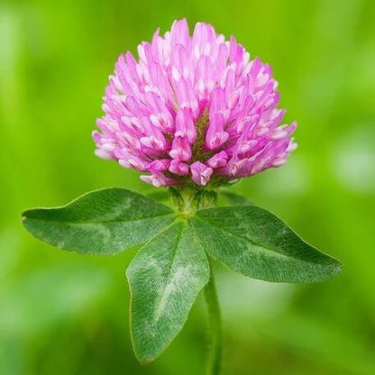 Medium Red Clover Seeds - Herbal Plant