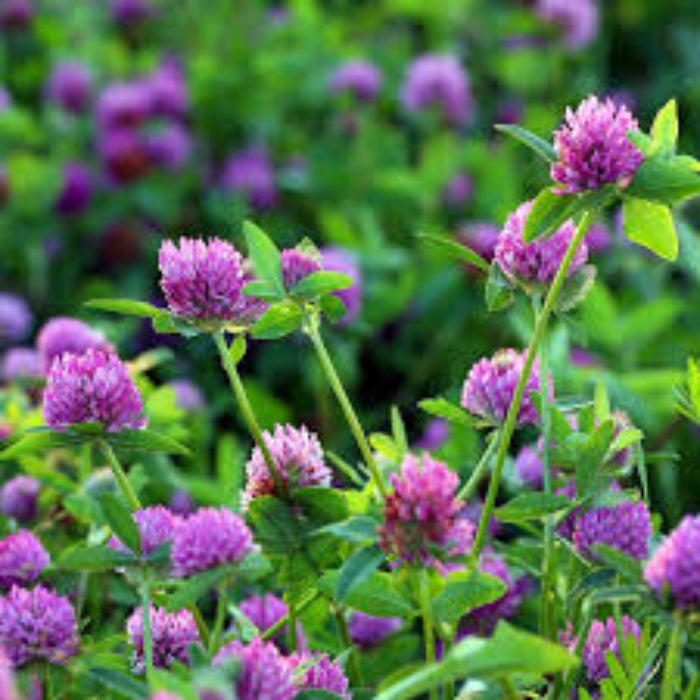 Medium Red Clover Seeds - Herbal Plant