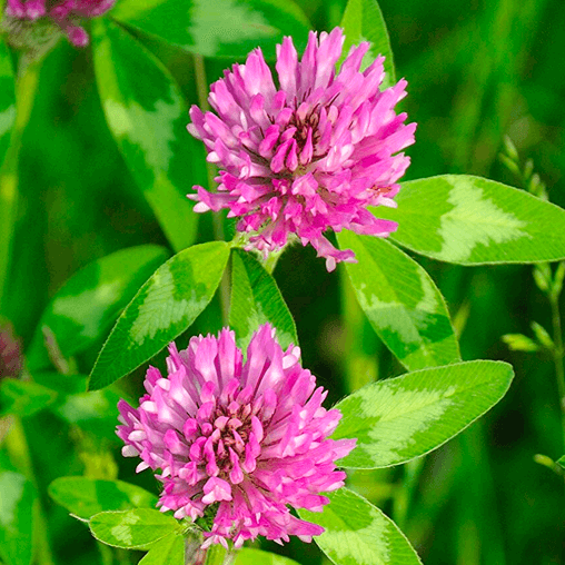 Medium Red Clover Seeds - Herbal Plant