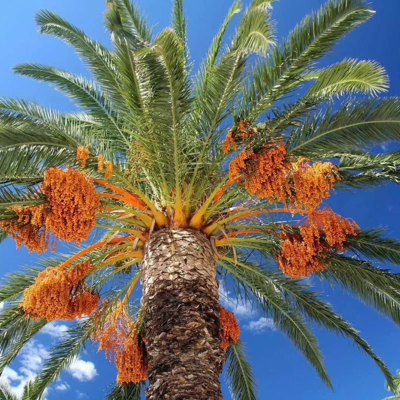 Medjool Date Palm Seeds 