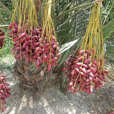 Medjool Date Palm Seeds 