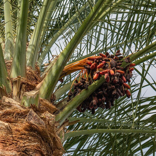 Medjool Date Palm Seeds 
