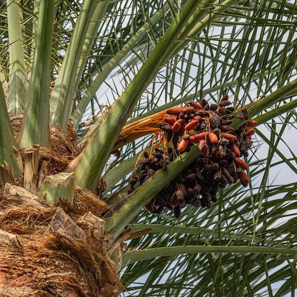 Medjool Date Palm Seeds 