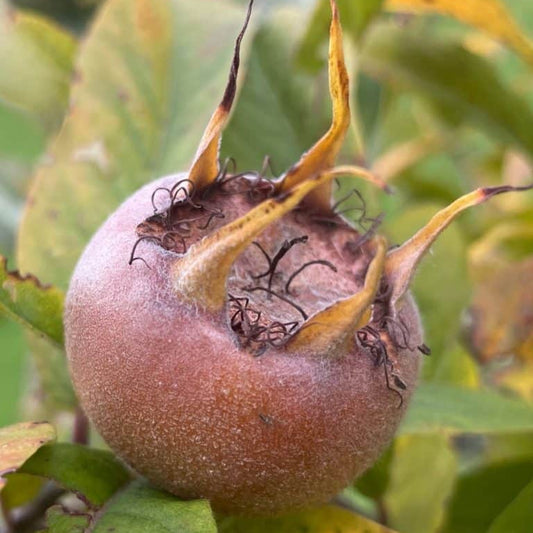 Medlar seeds - Fruit Plant for Home Gardens