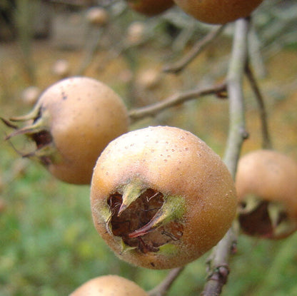  Medlar seeds - Fruit Plant for Home Gardens