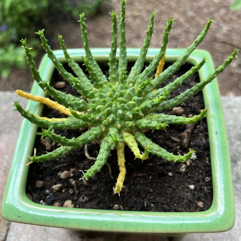 Medusa Seeds - Heirloom Flower Plant for Home Gardens