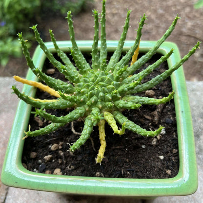 Medusa Seeds - Heirloom Flower Plant for Home Gardens
