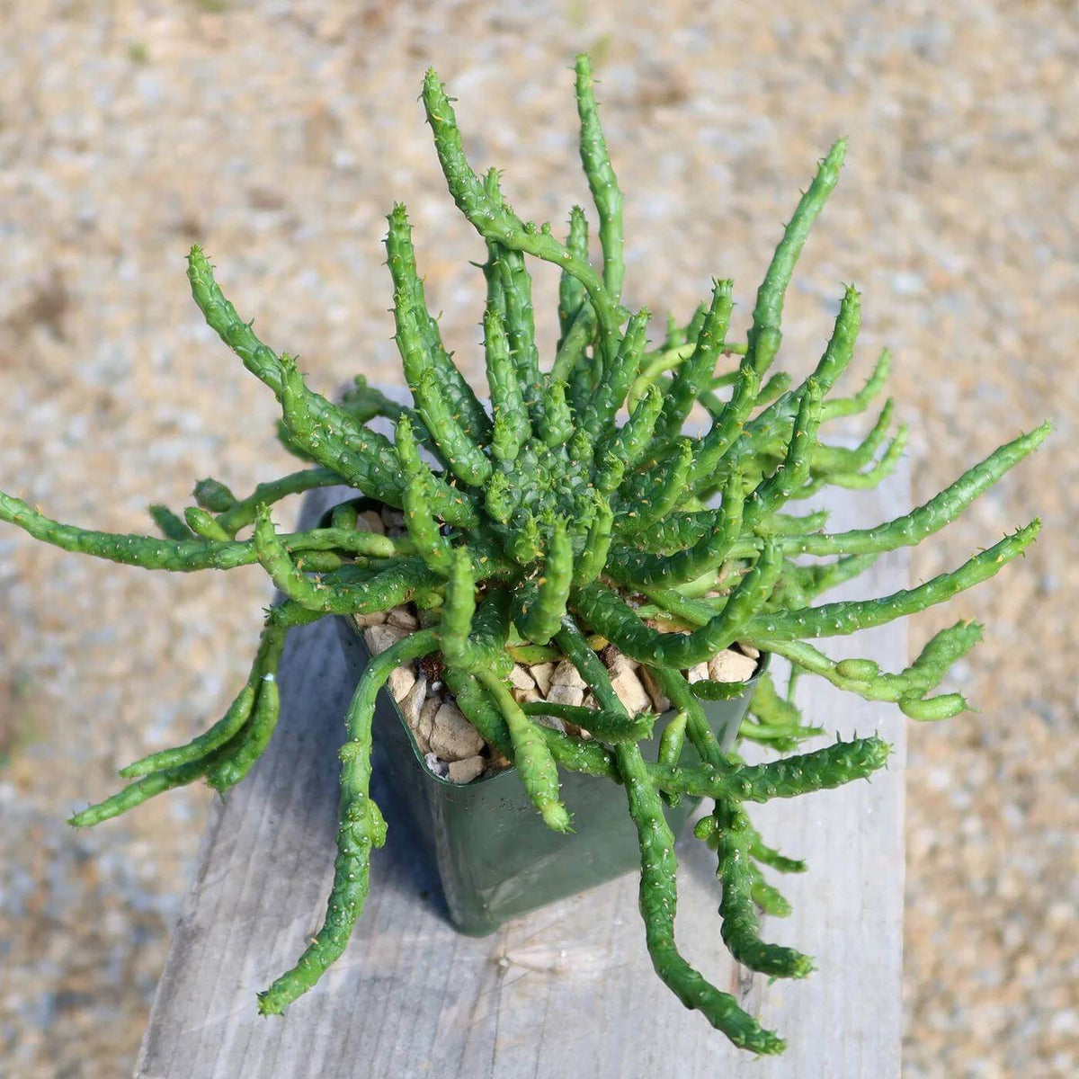 Medusa Seeds - Heirloom Flower Plant for Home Gardens