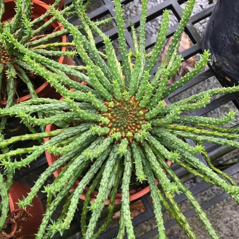 Medusa Seeds - Heirloom Flower Plant for Home Gardens