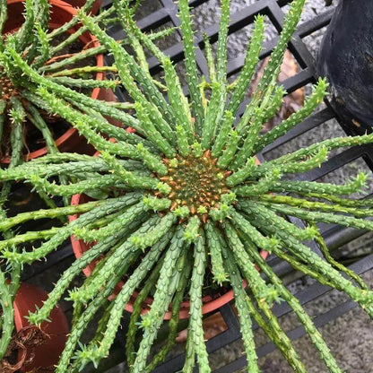 Medusa Seeds - Heirloom Flower Plant for Home Gardens