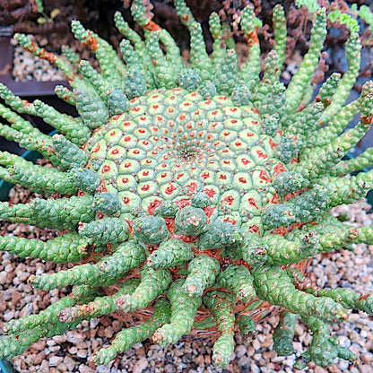 Medusa Seeds - Heirloom Flower Plant for Home Gardens