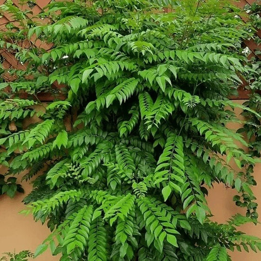 Meethi Neem Seeds
