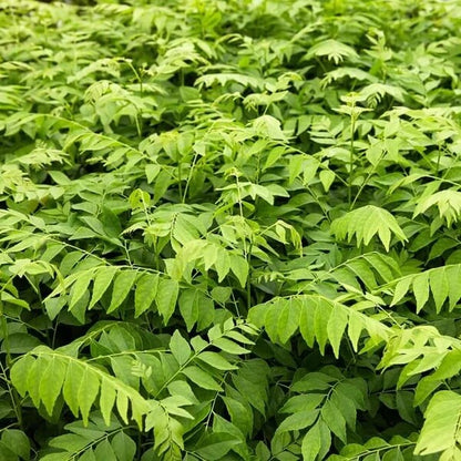 Meethi Neem Seeds