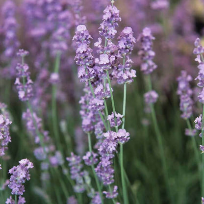 Melissa Lavender Seeds - Heirloom Flower Plant for Home Gardens