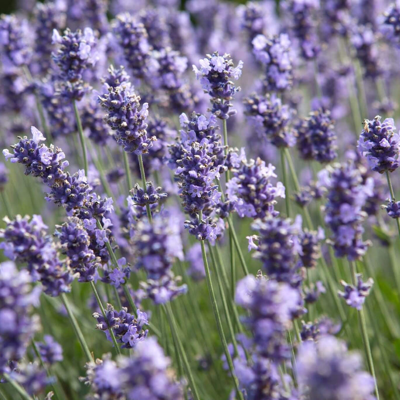 Melissa Lavender Seeds - Heirloom Flower Plant for Home Gardens