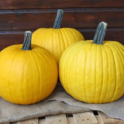 Mellow Yellow Pumpkin Seeds - Heirloom Vegetable Plant for Home Gardens