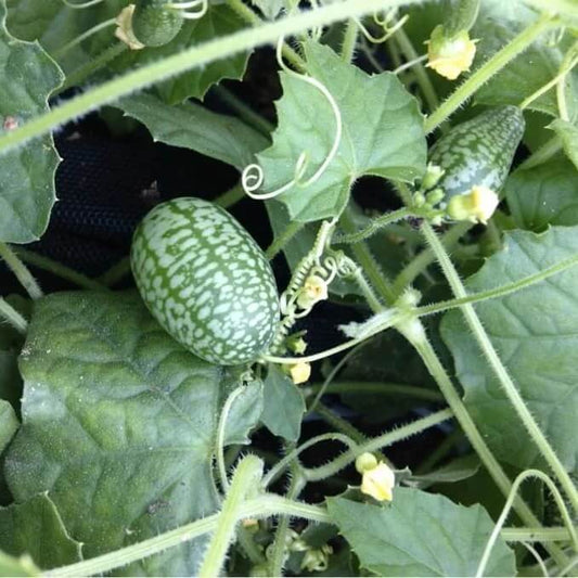 Melothria Scabra Seeds