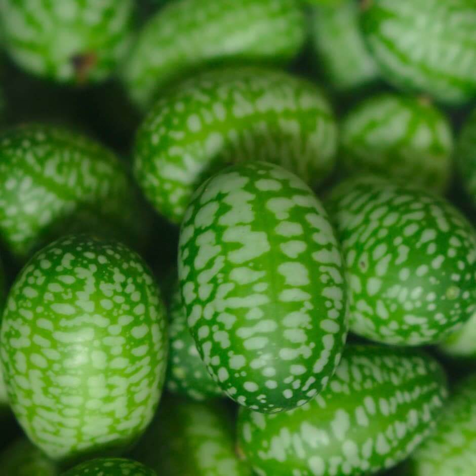 Melothria Scabra Seeds - Fruit Plant