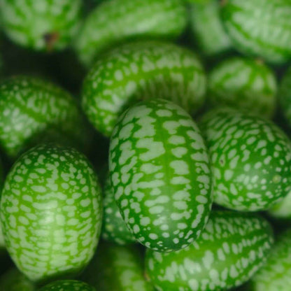 Melothria Scabra Seeds - Fruit Plant