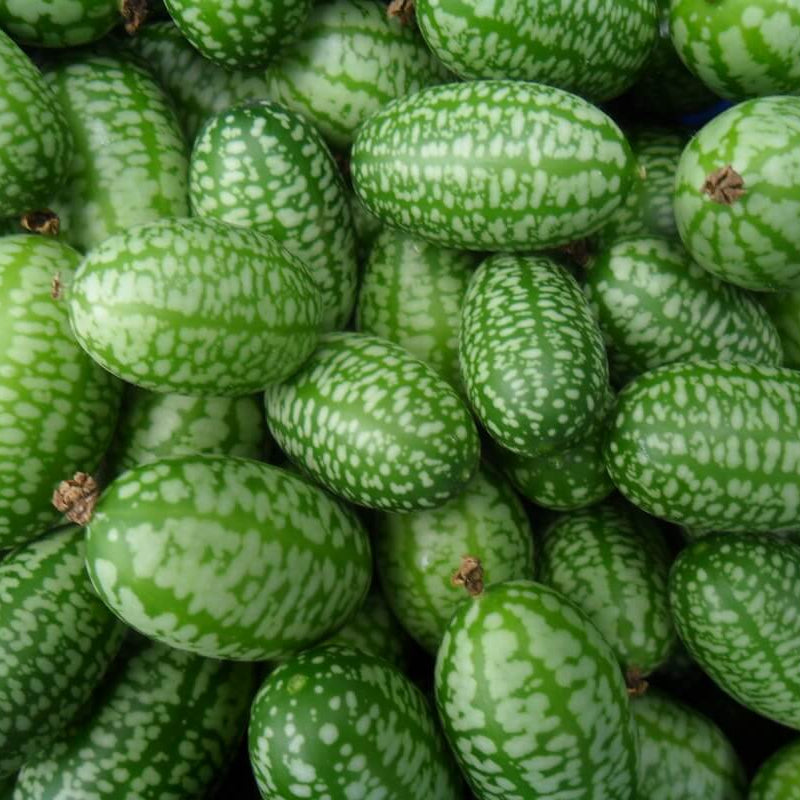 Melothria Scabra Seeds