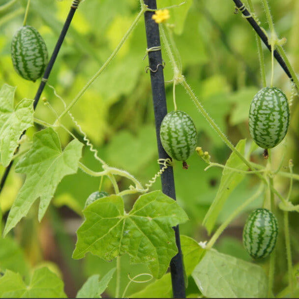 Melothria Scabra Seeds