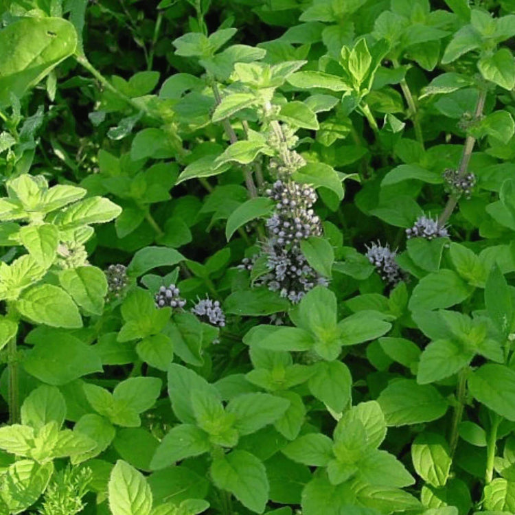 Mentha Arvensis Seeds - Heirloom Herbal Plant for Home Gardens