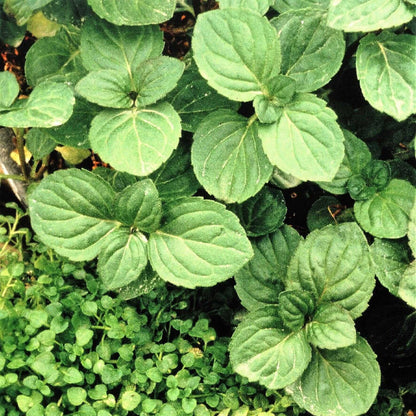 Mentha Requienii Seeds - Herbal Plant