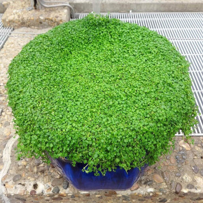 Mentha Requienii Seeds - Herbal Plant