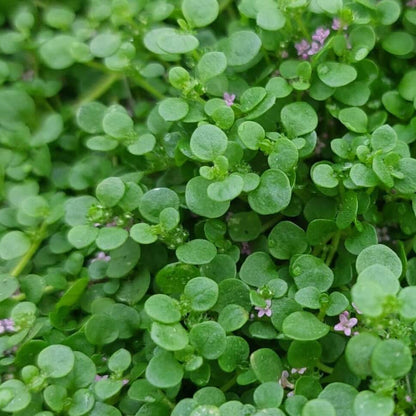 Mentha Requienii Seeds - Herbal Plant