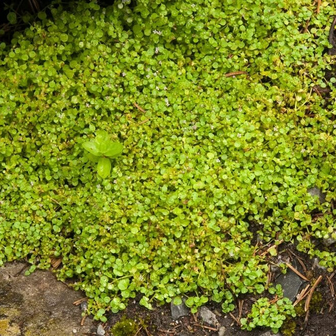 Mentha requienii seeds