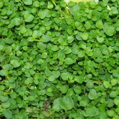 Mentha requienii seeds