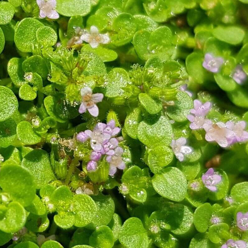 Mentha requienii seeds