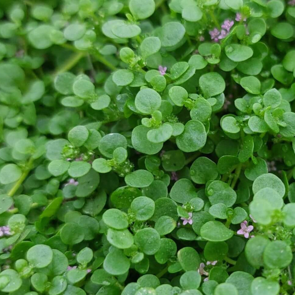 Mentha requienii seeds