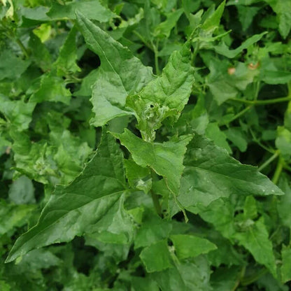 Mercury Goosefoot Seeds
