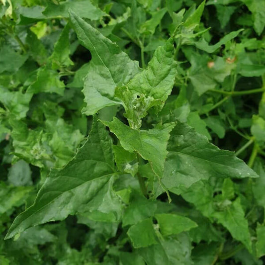 Mercury Goosefoot Seeds