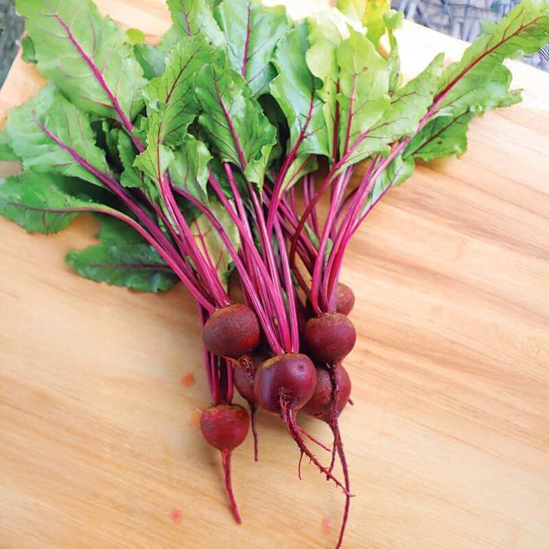 Merlin Beet Seeds 