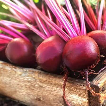 Merlin Beet Seeds 