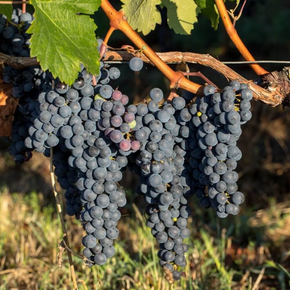 Merlot Grape Seeds 